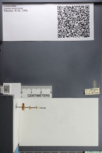 Media type: image;   Entomology 557968